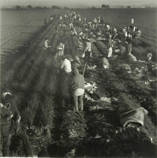 36 Cents for 12 Bunches, Green Onion Field, Salt River Valley, Arizona