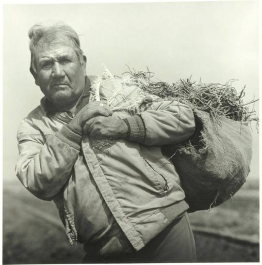 Setting Asparagus, Sherman Island, Sacramento Delta, California