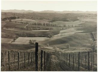 Tuscan Vineyards