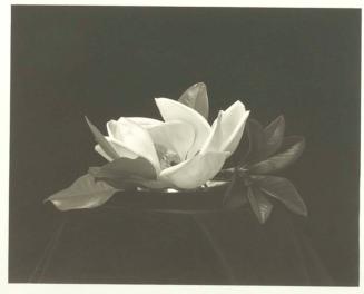 Magnolia Flower I