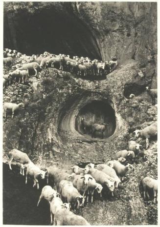 Sheep, Portugal