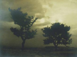 Untitled [Landscape--Trees]