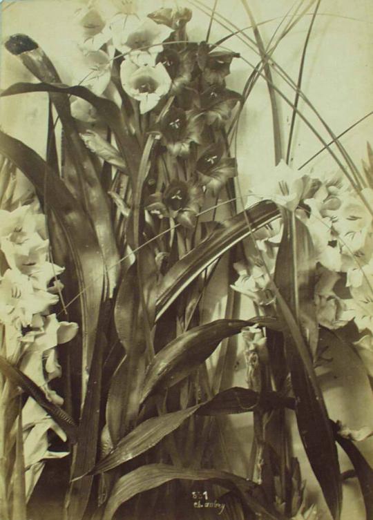 Figure 1. [Gladioli]