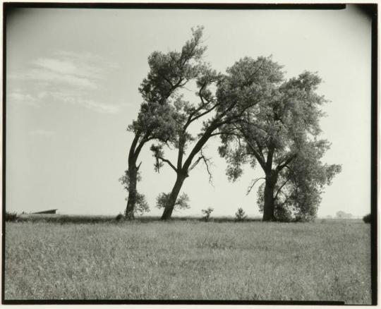 Stand of Cottonwoods