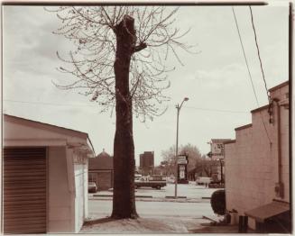 Tree, Tenth Street, Bloomington