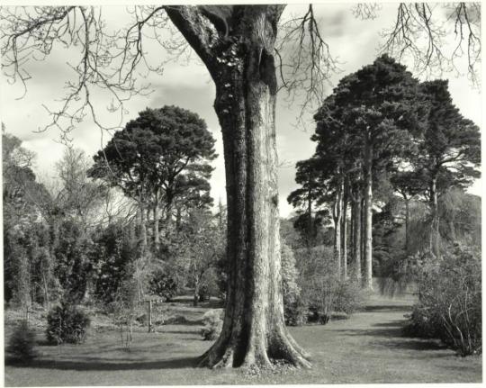 Arboretum, Ireland, #2