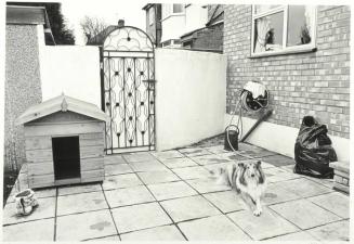 Back Patio with Dog and Kennel