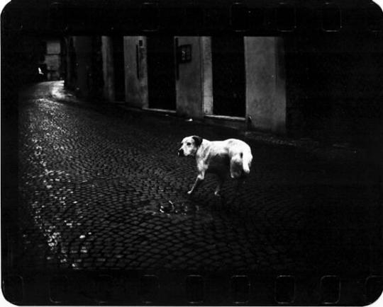 Giacomo Brunelli