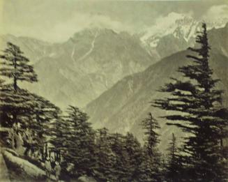 [Mountains and pine trees]