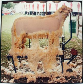 Half Naked, Schoharie County Sunshine Fair