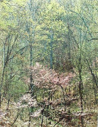 Red Bud and Tulip Poplar, Near Foothills Parkway, Great Smoky National Park, North Carolina