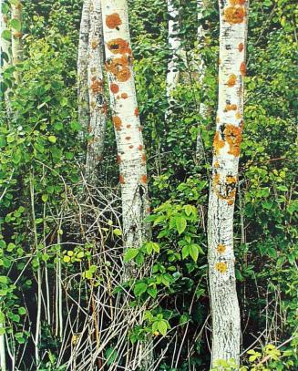 Poplar with Lichens, Great Spruce Head Island, Maine