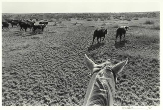 Rounding Up Strays, Matador, Texas