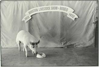 Champion Pig Feeding, Houston Livestock Show and Rodeo