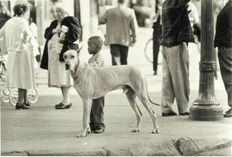 Black Boy and Great Dane, Harlem