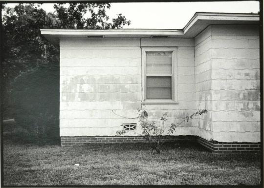 Rose Bush and House, Near Telephone Rd.