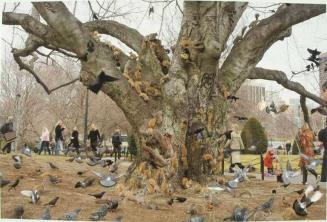 Tree, Boston Public Garden
