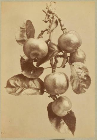 Study of Apples