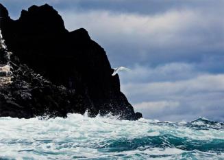 Seagull and Bering Sea