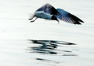 Gulf with Sand Eel