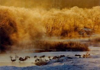 Red-Crowned Cranes at Sunrise