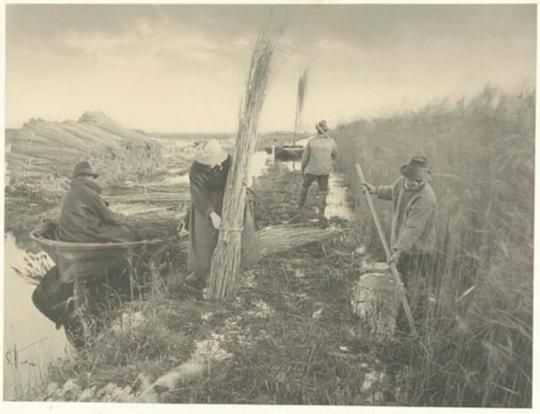 During the Reed-Harvest