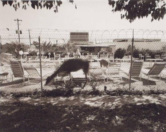 Pet Store at Elgin and Smith I