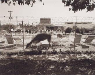 Pet Store at Elgin and Smith I