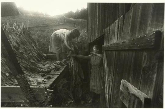 Angie and Juanita Shelton Unloading Tobacco, Hopewell, Madison County, North Carolina