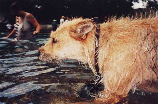 Spikey, wet dog