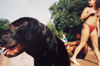 Wet dog and red bikini