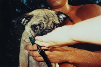 Pug, wet dog