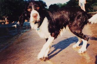 Spaniel, wet dog