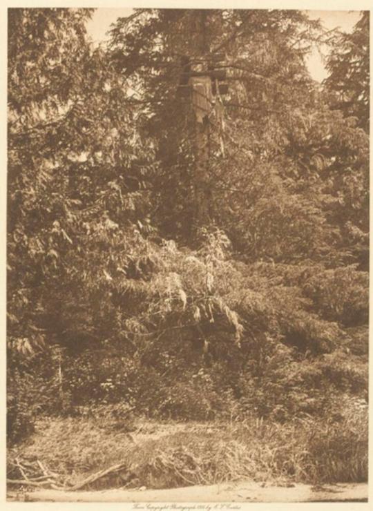 Tsawatenok Tree Burial