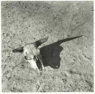 The Bleached Skull of a Steer on the Dry, Sun-Baked Earth of the South Dakota Badlands