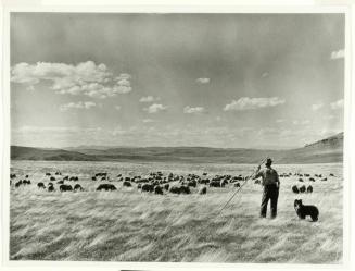 Sheepherder, Madison County, Montana