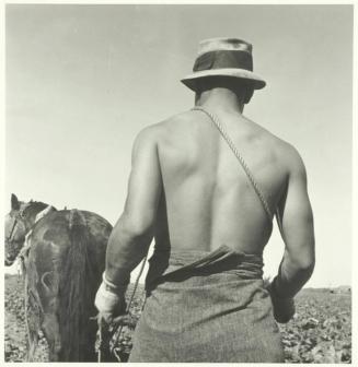 Spring plowing. Guadalupe, California. Cauliflower fields