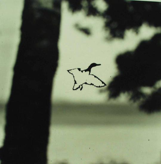 Duck Decal and Window, Lake Champlain