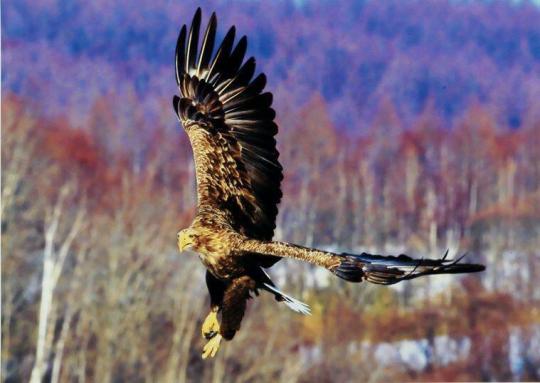 White-Tailed Eagle