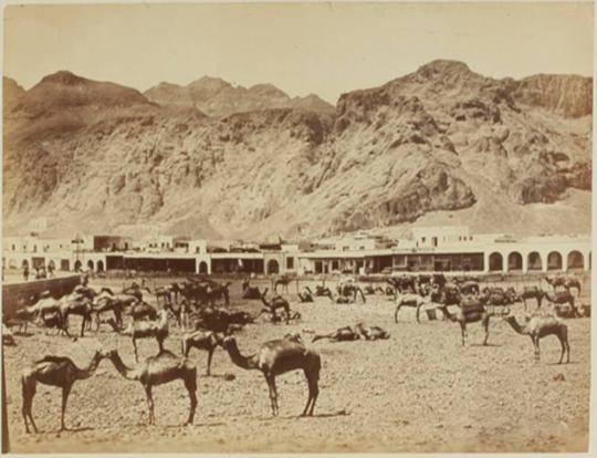 Camel Market