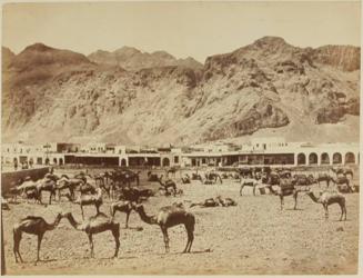 Camel Market