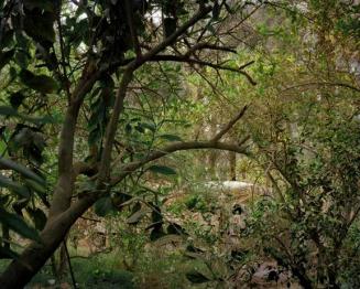 Surface to surface missile system hidden in an orange grove on the northern outskirts of Baghdad