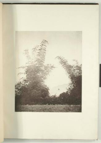 Bamboos at Baksa, Formosa