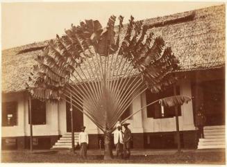 Travellers Palm Tree, Singapore