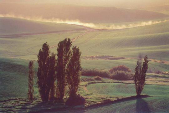 Sparkling Trees and Smoke, Palouse