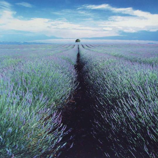 Lavender Field and Lone Tree, Provence, France