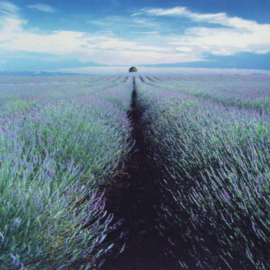 Lavender Field and Lone Tree, Provence, France