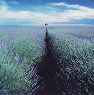 Lavender Field and Lone Tree, Provence, France