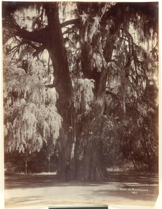 Arbol de Moctezuma