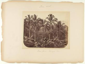 Cocoa Palms - Buitenzorg, Java